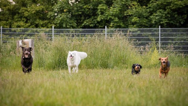 Alltag-und-Hundekontakt-Übersicht-Spiel-und-Hundekontakt