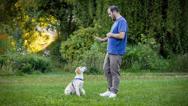 Welpen-und-Junghunde-Übersicht-Junghundetraining