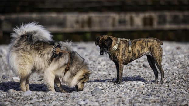 Begegnungskurs für Hunde im Chiemgau bei Josef Reithmeier