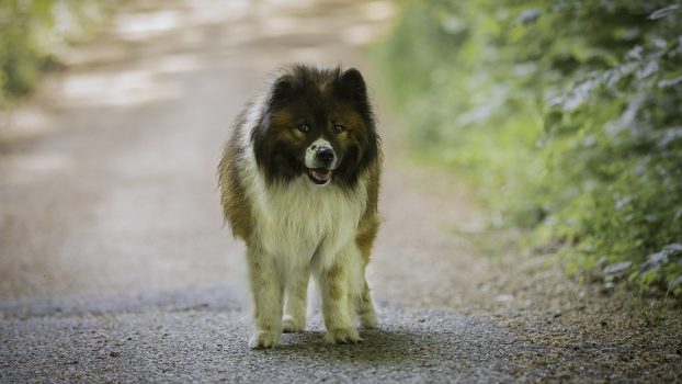 Bruno läuft entspannt auf einem Weg im Chiemgau, passend zu Schnupperangeboten im Hundetraining.