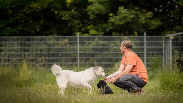 Spiel und Hundekontakt auf der eingezäunten Wiese in Ampfing bei Josef Reithmeier